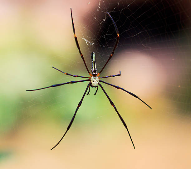 istock Macro closeup Spider  in the wild asia thailand 477942091
