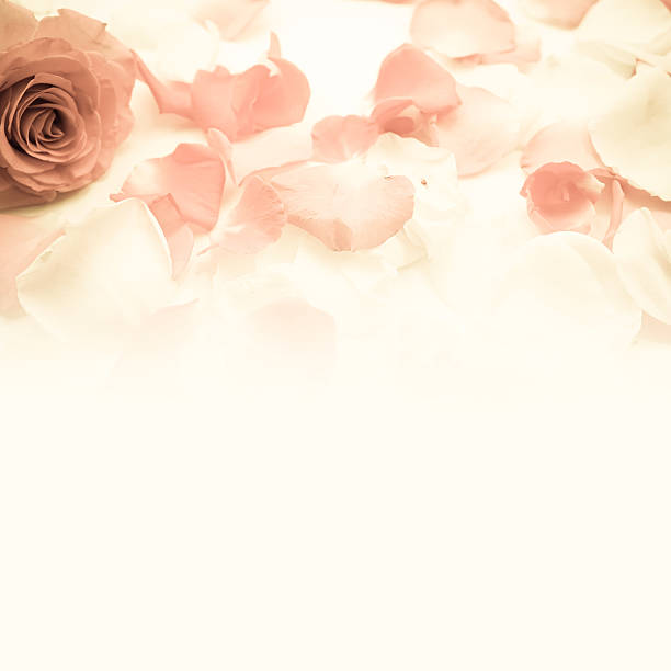 istock sweet color roses in soft style 477943218