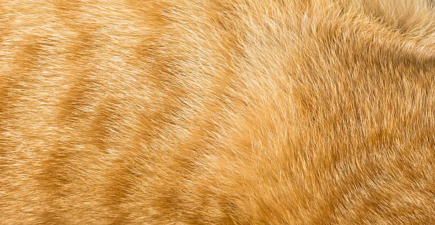 istock Close-up of  cat fur 477943412