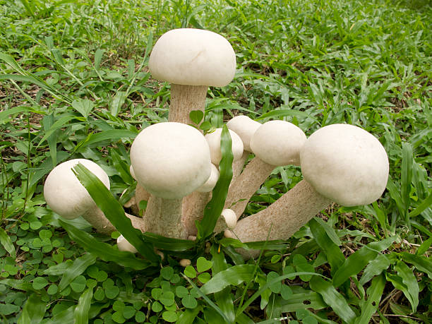 istock White mushrooms grow in grass 477944201
