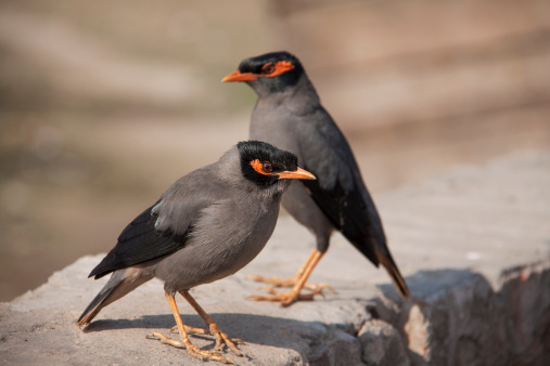 This myna (acridotheres tristis) is India's most common myna and is often found around human hanitation such as gardens, roof tops and boundary walls.