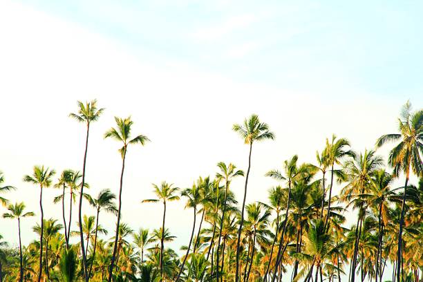 Hawaiian beach and palm trees in a sanctuary tourism area. The beach and palm tree in Hawaii photo is taken in the afternoon.