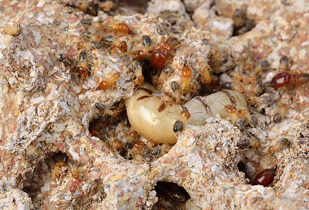 istock Close up termites or white ants , Thailand 477946502