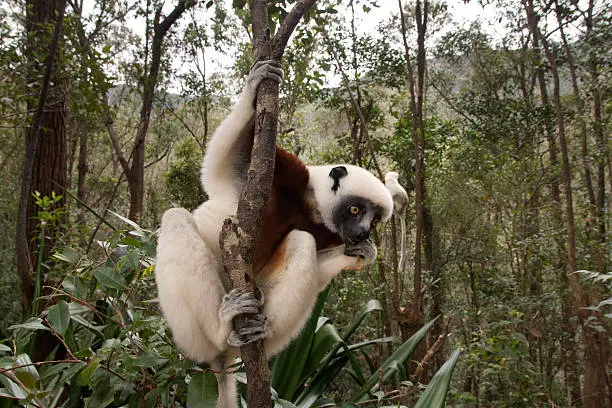 East of Antananarivo off Highway RN2 in the remaining fragmented forests of the Hauts Plateau, a pair of habituated, wild Coquerel's sifaka jump from tree to tree looking for a easy handout of loquats.