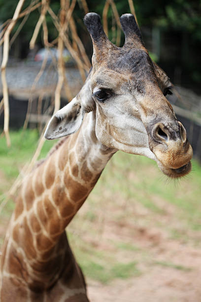istock Portrait of a ziraffe 477946790