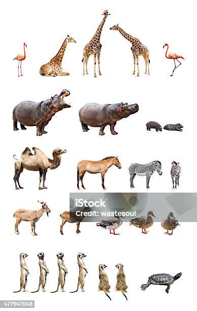 Zoo Animals Stock Photo - Download Image Now - White Background, Cut Out, Animal