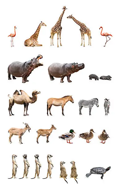 Collection of the zoo animals isolated on the white background