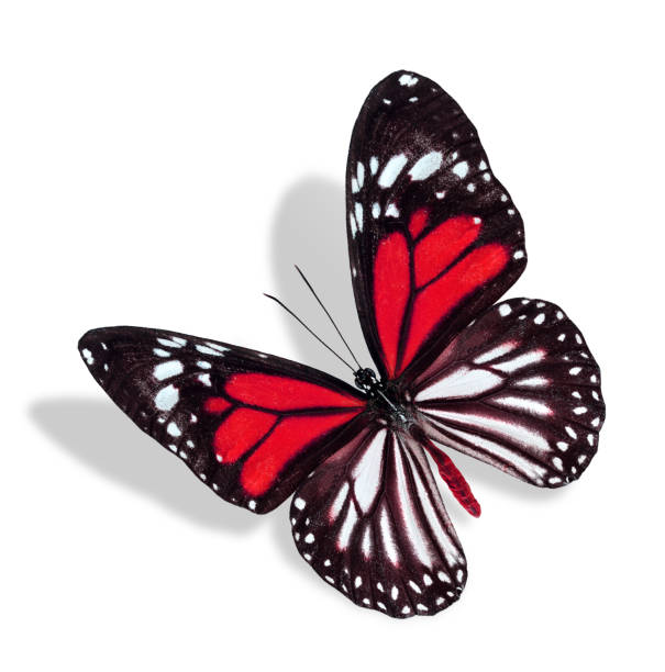 istock Flying Red and White Butterfly isolated on white background 477947353