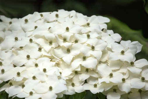 White dogwoods weighing down a branch