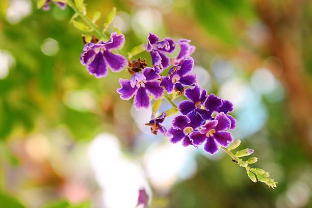 istock purple flower in the garden 477949963