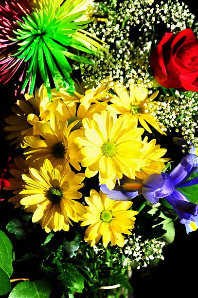 flores arrangment - daisey white flower group of people fotografías e imágenes de stock