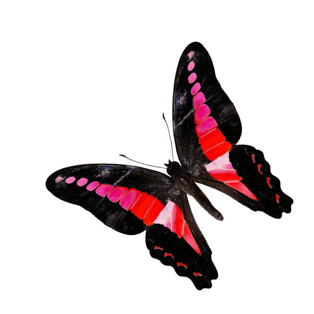 istock Flying Red and Pink Butterfly isolated on white background 477951165