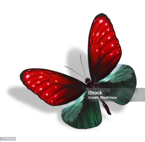 Flying Red And Dark Green Butterfly Isolated On White Background Stock Photo - Download Image Now