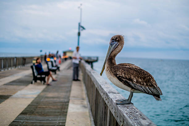 A pelican sits on the pier observing the fishing activities waiting for a lost morsel.