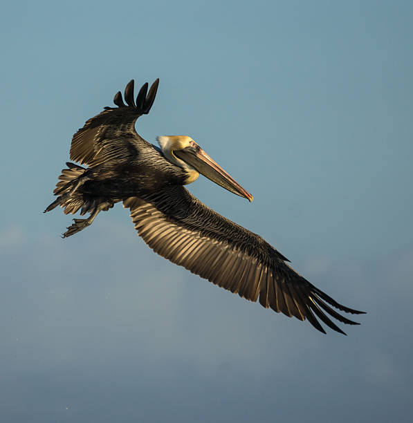 istock Brown Pelican in flight 477951351