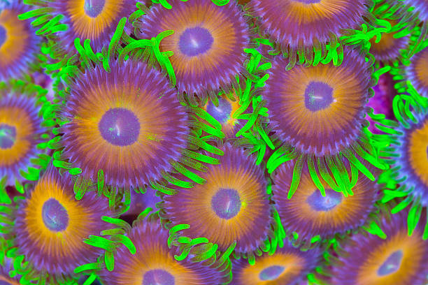 Zoanthids - foto de stock