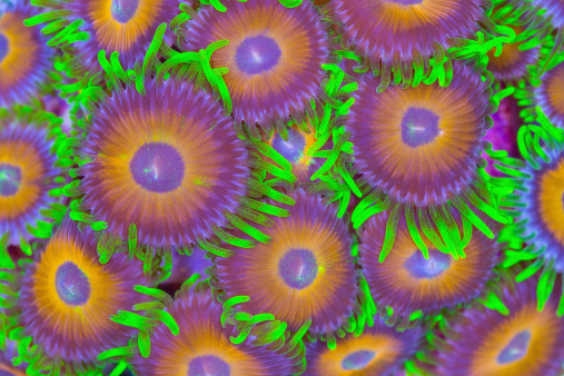 This is a colony of brightly colored zoanthids encrusting on a rock.