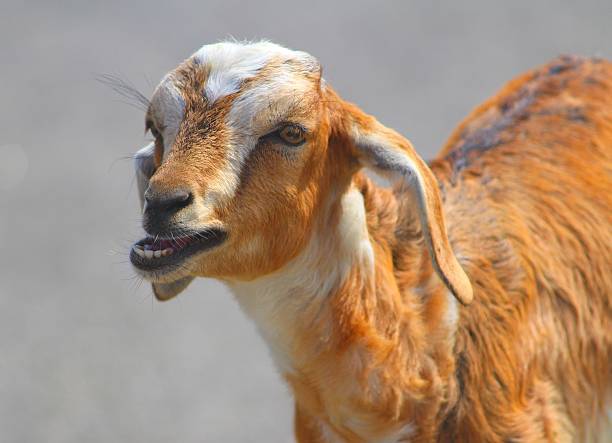 White baby goat cub on lawn with green grass on a sunny day. Cute kid animal walks on nature background. Domestic goats breeds farming wallpaper, vertical banner.