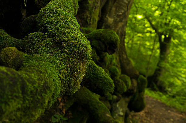 Forest details at Tara mountain and national park, west Serbia