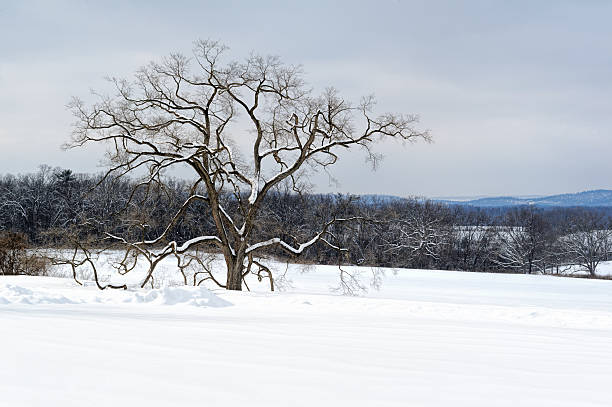 View of an isolated tree in a snow covered field, in Cheshire, UK