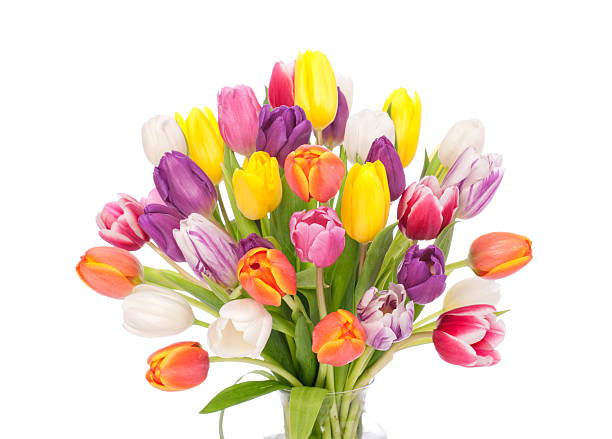 istock Bouquet of Tulips Isolated on White 477955055