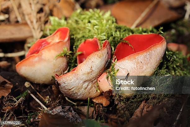 Cuppilzsarcoscypha Coccinea Pilzen Stockfoto und mehr Bilder von Fotografie - Fotografie, Horizontal, Klein