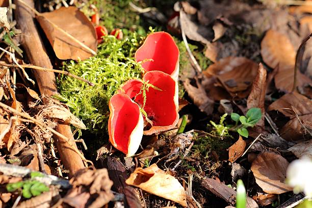 istock Cup fungus - Sarcoscypha coccinea mushrooms 477955231