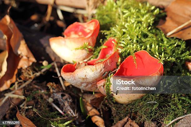 Cuppilzsarcoscypha Coccinea Pilzen Stockfoto und mehr Bilder von Fotografie - Fotografie, Horizontal, Klein