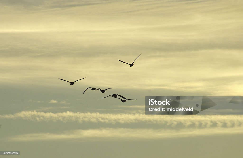 Oca del Sole di mattina - Foto stock royalty-free di Formazione in volo