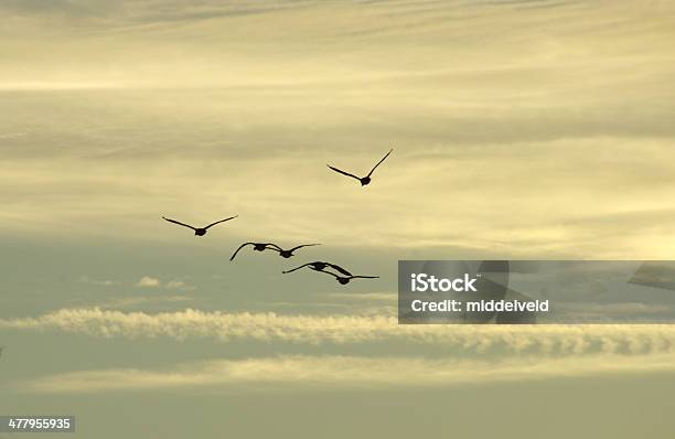 Oca Del Sole Di Mattina - Fotografie stock e altre immagini di Formazione in volo - Formazione in volo, Alba - Crepuscolo, Aurora