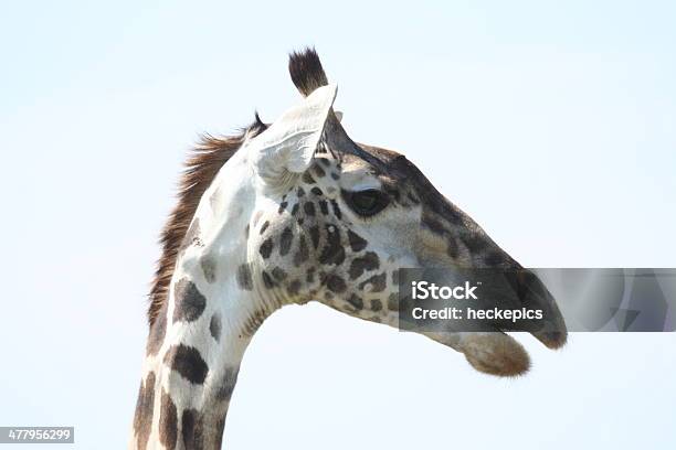 Jirafa Foto de stock y más banco de imágenes de Aire libre - Aire libre, Animal, Animales salvajes