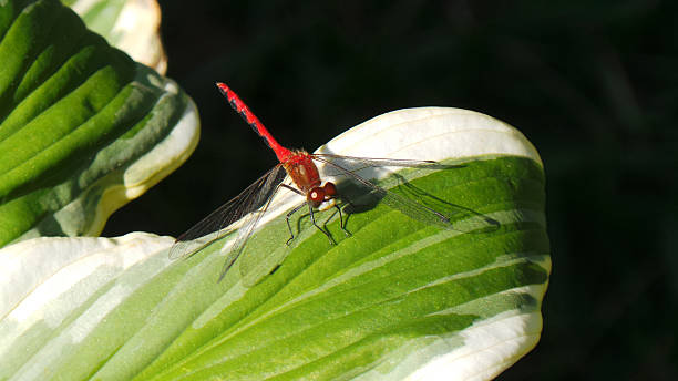 Free Stock Photo of Two Dragonflies Perched on Green Plant | Download ...