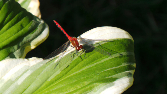 Macro photograph of a red dragonfly on a green and white Hosta plant.