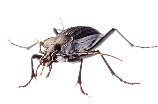 insect ground beetle isolated animal insect ground beetle, studio shot beetle species carabus coriaceus stock pictures, royalty-free photos & images