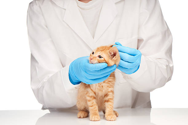 istock Veterinarian checks ears to a small ginger kitten 477956352