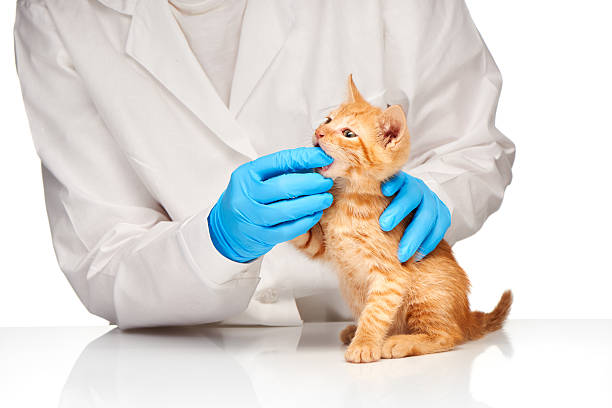 istock Veterinarian checks teeth to a small ginger kitten 477956356