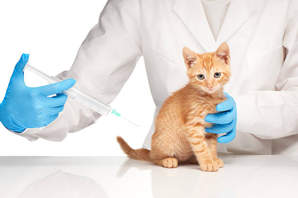 istock The veterinarian makes an injection to a cat with syringe 477956358