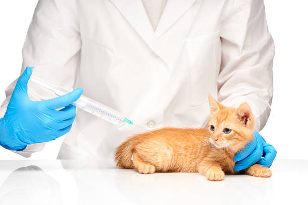 istock The veterinarian makes an injection to a cat with syringe 477956360