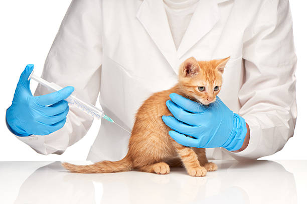 istock The veterinarian makes an injection to a cat with syringe 477956362