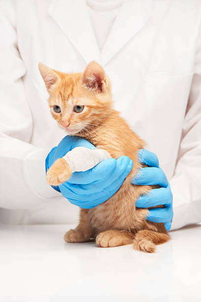 istock Little ginger kitten with leg in bandage at veterinarian 477956366