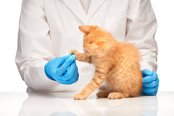 istock Little ginger kitten playing with pill in veterinarians hand 477956370