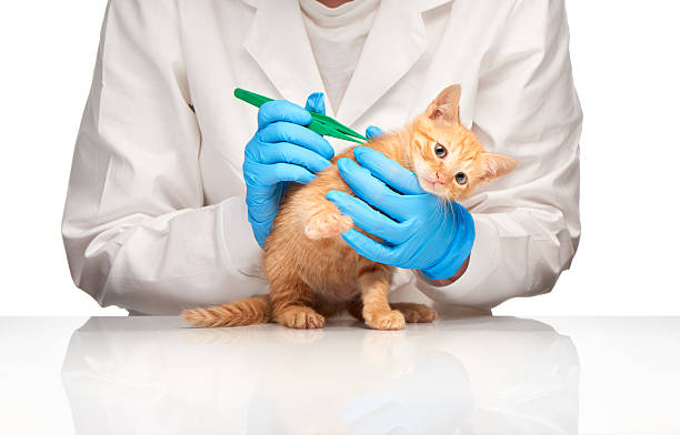 istock Little ginger kitten checked up by veterinarian with forceps 477956372