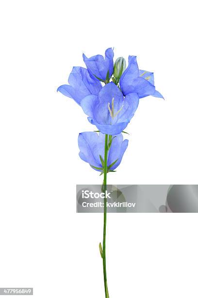 Foto de Bluebell No Branco e mais fotos de stock de Azul - Azul, Cabeça da flor, Campainha - Família do Lírio