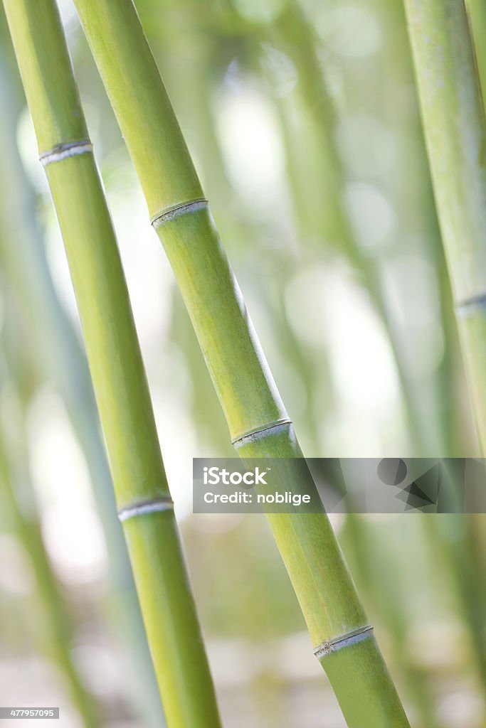 bamboo shoots close-up of green beautiful bamboo shoots at japanese garden Abstract Stock Photo