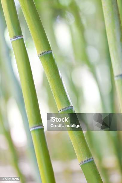 Bamboo Shoots Stock Photo - Download Image Now - Abstract, Asia, Asian Culture
