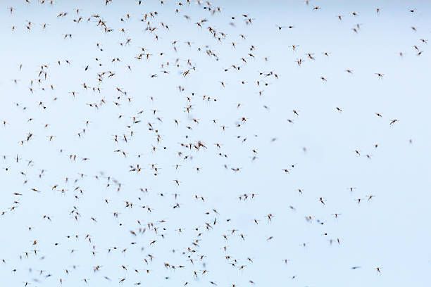 zanzare swarm - sciame di insetti foto e immagini stock