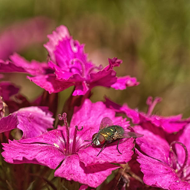 Green Bottle on Pink Flowers A macro of a green bottle fly on a pink flowers.  anthropoda stock pictures, royalty-free photos & images