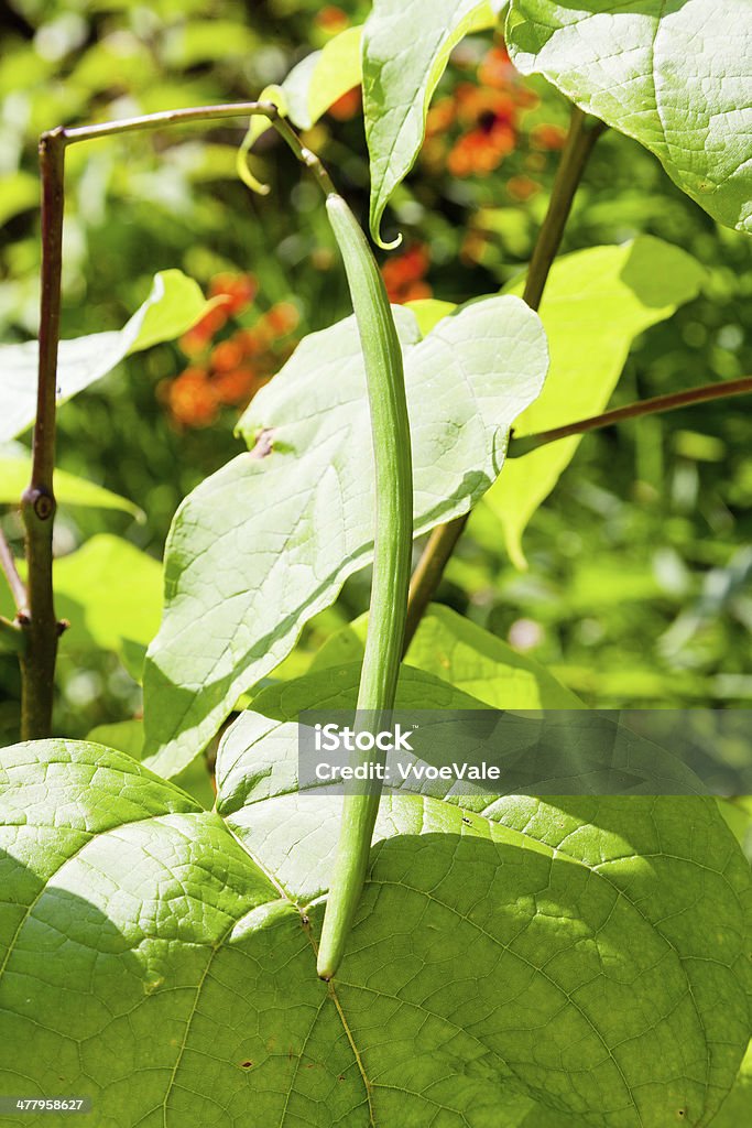 Vagem e verde folhas de árvore Catalpa - Royalty-free Ajardinado Foto de stock