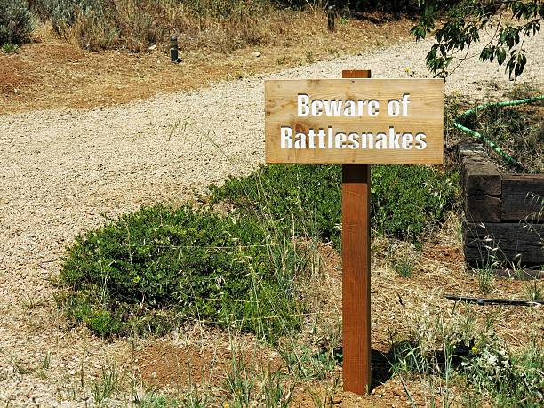 Cuidado de Rattlesnakes - foto de stock