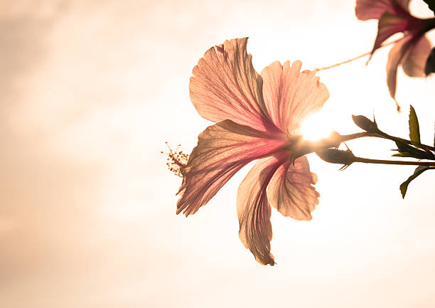 Pink Hawaiian hibiscus in evening